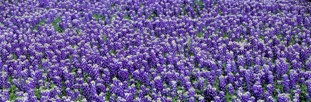 USA, Texas, Llano. Bluebonnets, the Texas state flower, carpet the Llano area of Texas. USA, Texas, Llano. Bluebonnets, the Texas state flower, carpet the Llano area of Texas.