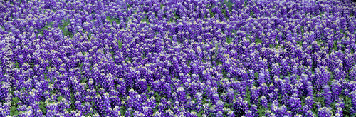 USA, Texas, Llano. Bluebonnets, the Texas state flower, carpet the Llano area of Texas.