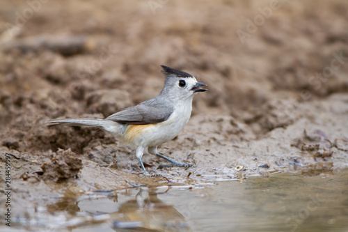 Black-crested Titmouse (Baeolophus atricristatus) at water, Starr, Texas, USA. photo