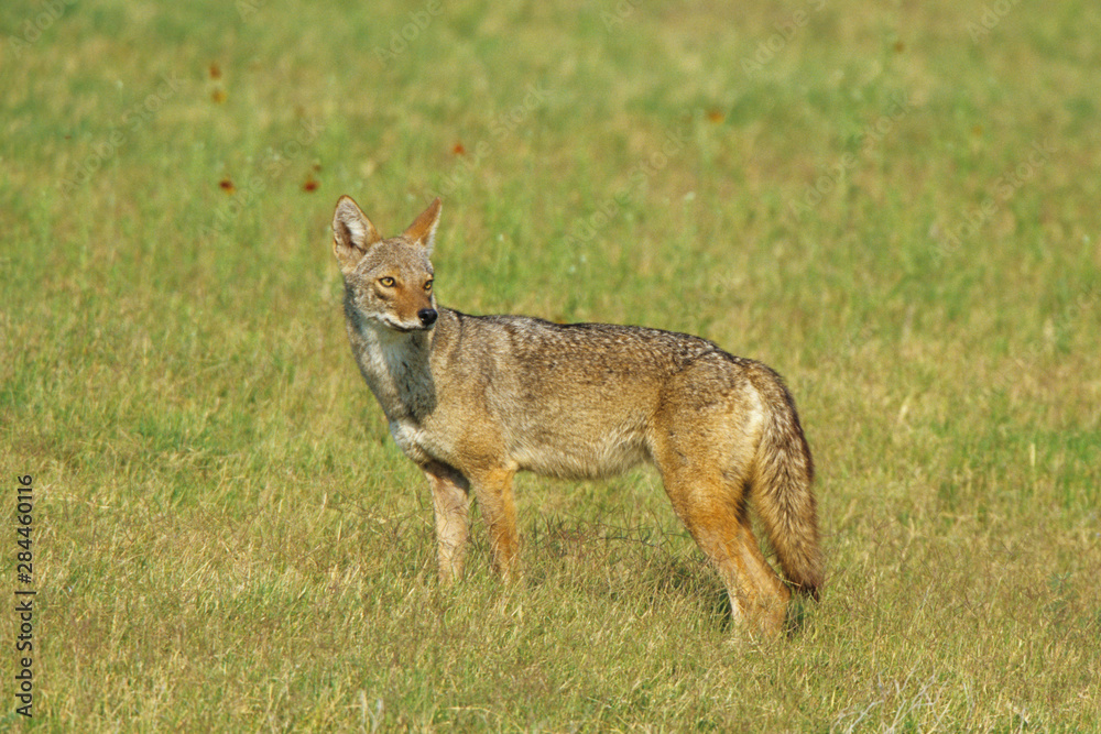 Coyote (Canis Latrans) in a field, Starr County, Texas Coyote (Canis Latrans) in a field, Starr County, Texas