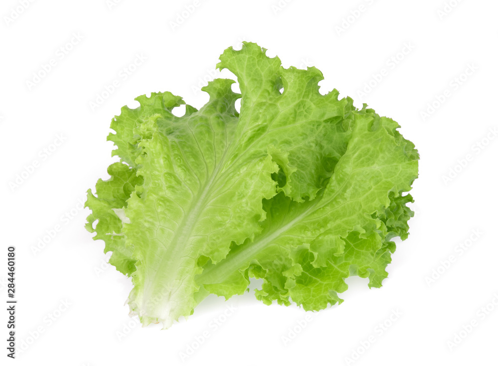 fresh green oak lettuce isolated on white background fresh green oak lettuce isolated on white background