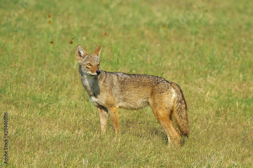 Coyote (Canis Latrans) in a field, Starr County, Texas photo