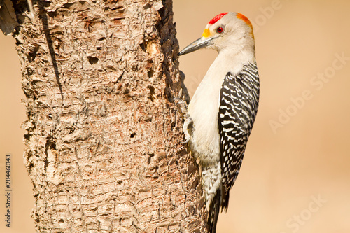 Golden-fronted Woodpecker (Melanerpes aurifrons) male Starr, Texas, USA. photo