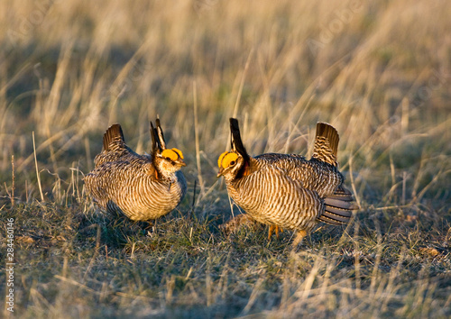 USA, Texas, Texas Panhandle, Canadian. Wild lesser prairie chicken males in mating display on lek. 