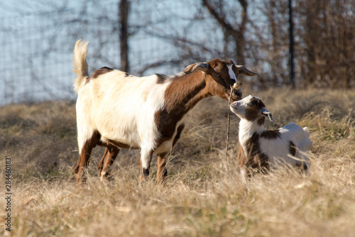 USA, Tennessee Domestic goat and kid affection