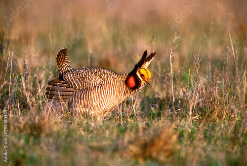 USA, Texas, Canadian. Wild lesser prairie chicken male in mating display on lek. 