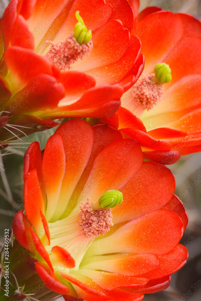 USA, Utah, Canyonlands National Park. Detail of claret cup cactus. USA, Utah, Canyonlands National Park. Detail of claret cup cactus.
