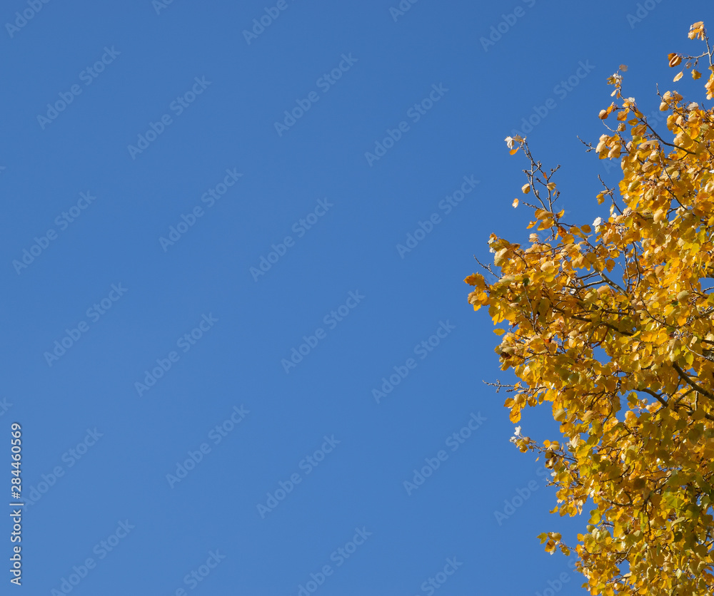 Silver poplar in autumn paint against the blue sky Silver poplar in autumn paint against the blue sky