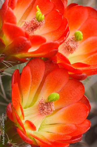 USA  Utah  Canyonlands National Park. Detail of claret cup cactus. 