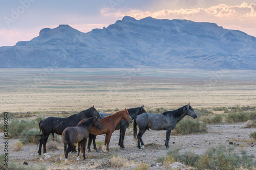 USA, Utah, Tooele County. Wild horses at sunset. Credit as: Cathy and Gordon Illg / Jaynes Gallery / DanitaDelimont.com