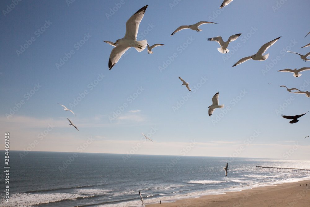 Virginia Beach, Virginia. Flock of Seagulls Fly over a Beach