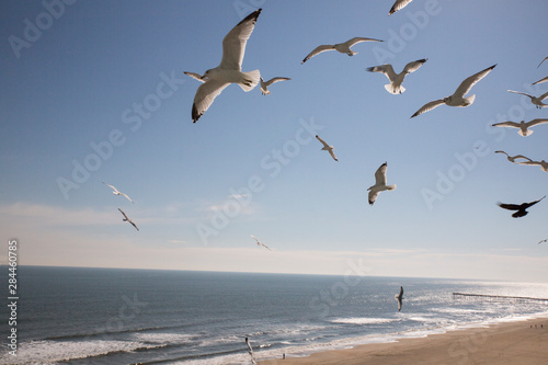 Virginia Beach  Virginia. Flock of Seagulls Fly over a Beach