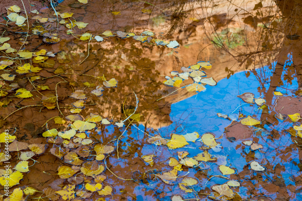 Cottonwood Leaves in a puddle outside of Moab, Utah