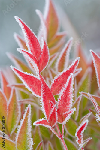 USA, Washington, Seabeck. Close-up of frost on fall foliage.  © Jaynes Gallery/Danita Delimont