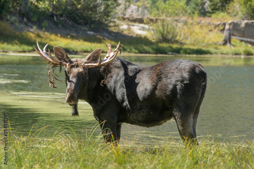 Moose in Uintah Wasatch Cache National Forest, Utah photo