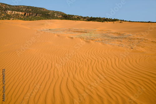 UT  Coral Pink Sand Dunes State Park  dunes created from eroding Navajo sandsone  wind formed ripple patterns