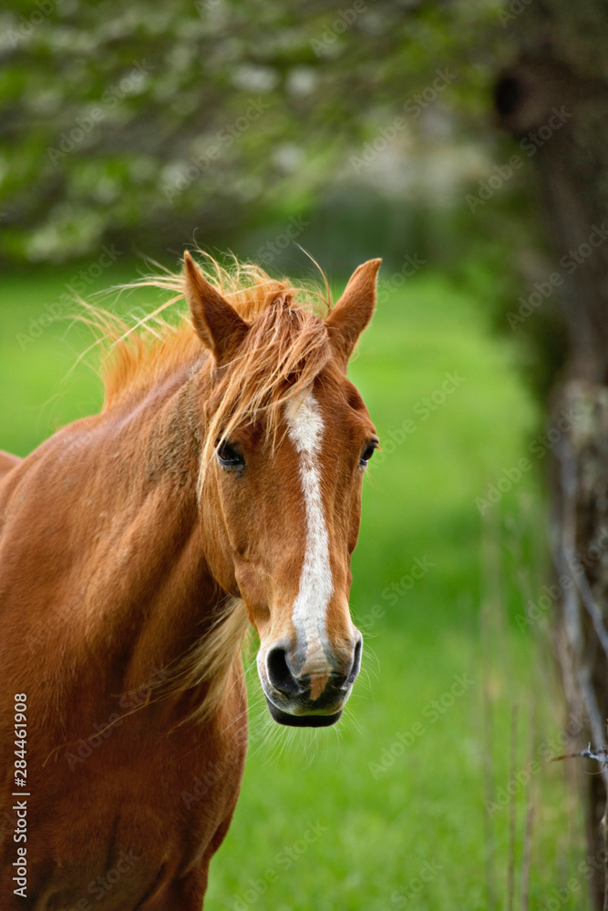 Fototapeta premium Horse in meadow, Cades Cove, Great Smoky Mountains National Park, TN
