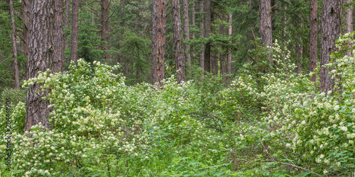 USA, Washington State, Palouse Hills, Kamiak Butte. Forest with flowering ninebark shrubs. Credit as: Don Paulson / Jaynes Gallery / DanitaDelimont.com photo