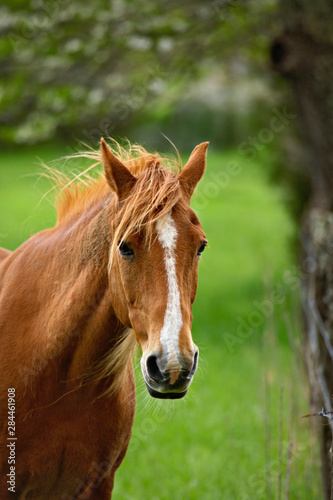 Fototapeta Naklejka Na Ścianę i Meble -  Horse in meadow, Cades Cove, Great Smoky Mountains National Park, TN