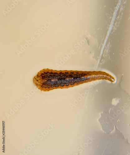 Leech on the glass. Bloodsucking animal. subclass of ringworms from the belt-type class. Hirudotherapy photo