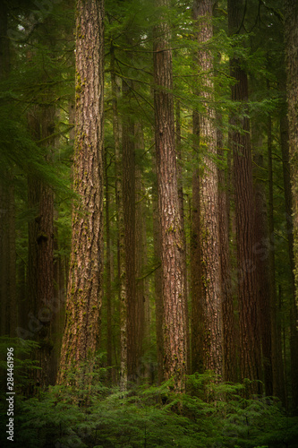 USA  Washington State  Olympic National Park. Western hemlock trees in rainforest. 