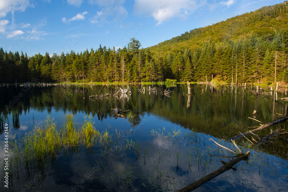 A beaver pond on the edge of Camel's Hump State Park in Duxbury, Vermont.