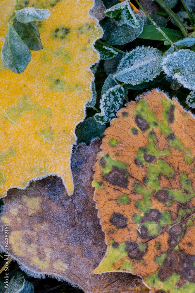 USA, Utah. Frost covered Aspen leaves and clover in Grand Staircase-Escalante National Monument USA, Utah. Frost covered Aspen leaves and clover in Grand Staircase-Escalante National Monument