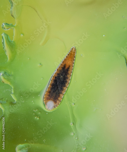 Leech on the glass. Bloodsucking animal. subclass of ringworms from the belt-type class. Hirudotherapy photo