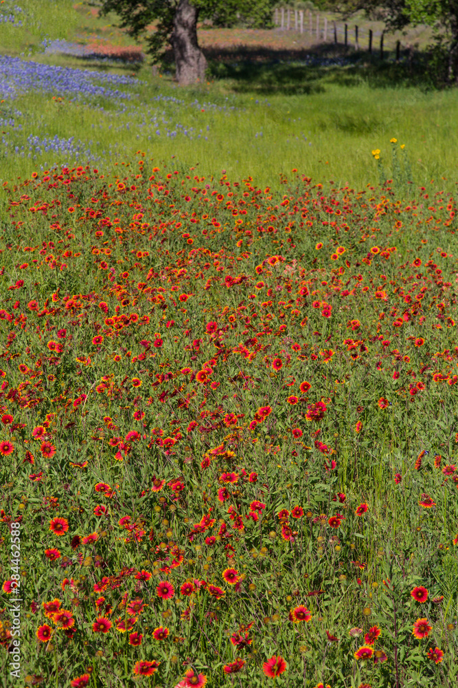 Wildflower, Texas Hill country along the roadside near Llano, Texas