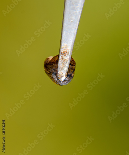 Leech on the tweezers. Bloodsucking animal. subclass of ringworms from the belt-type class. Hirudotherapy photo