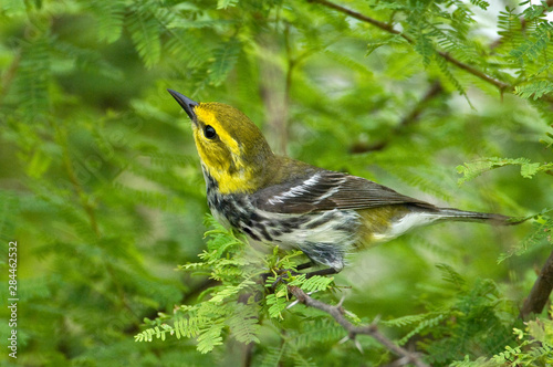 USA, Texas, South Padre Island. Male black-throated green warbler in bush. 