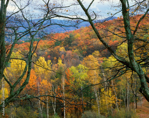 USA, Vermont, Windsor County. View from Rowe Hill of trees in autumn color.
