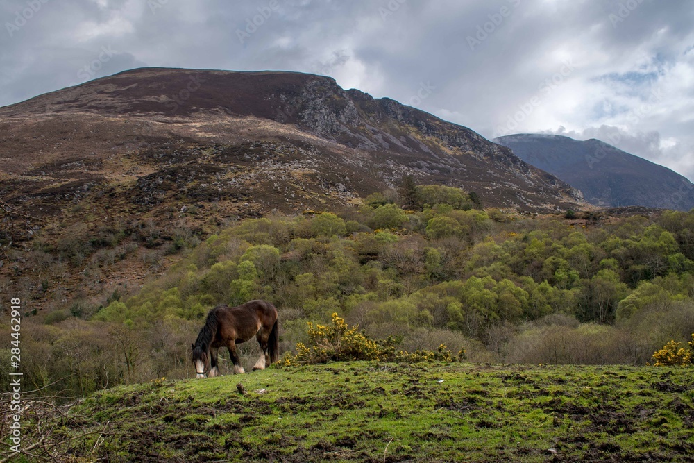 Horse in the countryside of Ireland