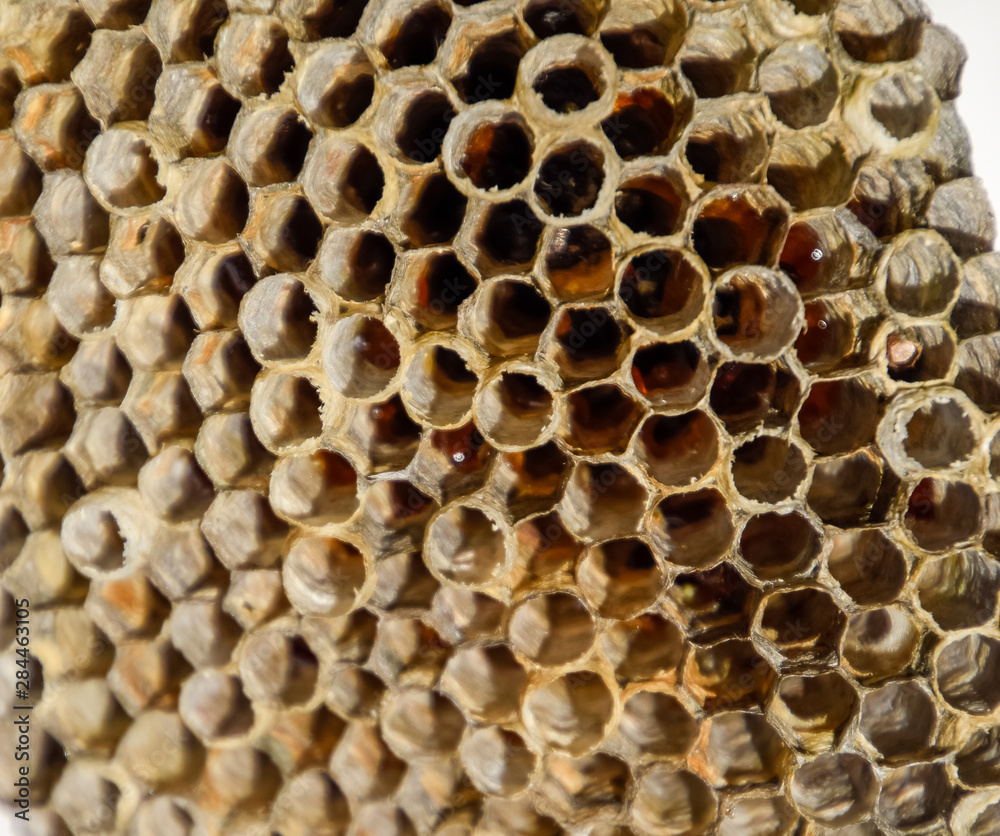 The nest is aspen, polist. The aspen nest at the end of the breeding season. Stocks of honey in honeycombs. Aspen honey. Vespa The nest is aspen, polist. The aspen nest at the end of the breeding season. Stocks of honey in honeycombs. Aspen honey. Vespa