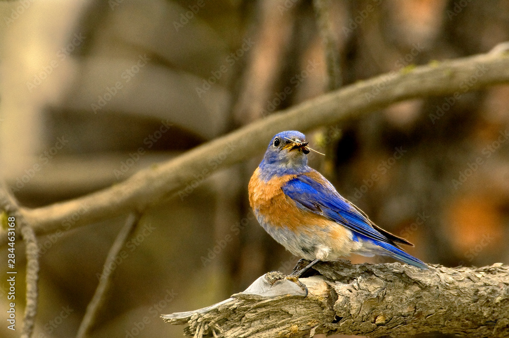 USA, Washington, Yakima. Male western bluebird with food for nestling. USA, Washington, Yakima. Male western bluebird with food for nestling.