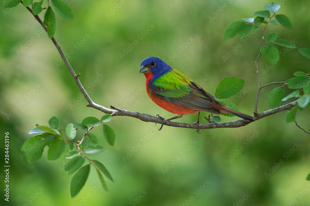 Painted Bunting (Passerina ciris), adult male perched, Hill Country, Texas, USA