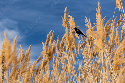 USA, Washington State, Walla Walla County. McNary National Wildlife Refuge, Red-winged blackbird on Ravenna Grass (Pampas Grass). photo