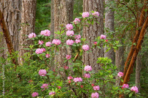Fototapeta Naklejka Na Ścianę i Meble -  USA, Washington, Seabeck. Rhododendron flowers grow in forest. 