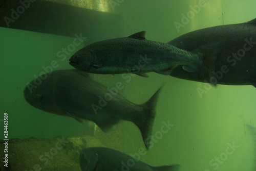 US: Washington, Columbia River Basin, fish ladder at Rocky Reach Dam on the Columbia River, hatchery and wild fish (note adipose fin is clipped on hatchery fish)