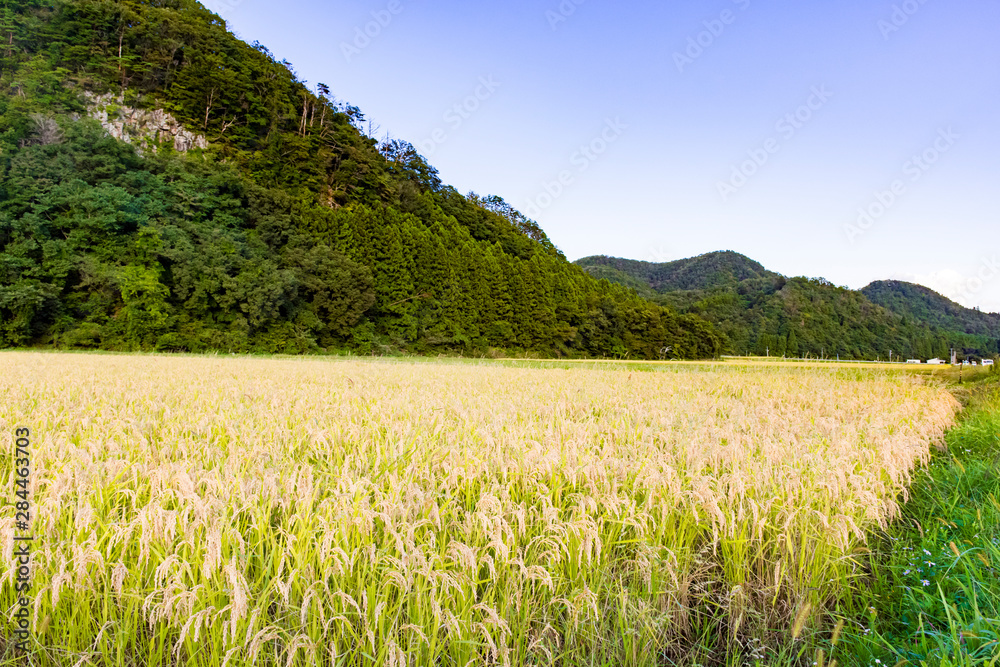 Fototapeta premium 実りの秋 宮城県秋保町