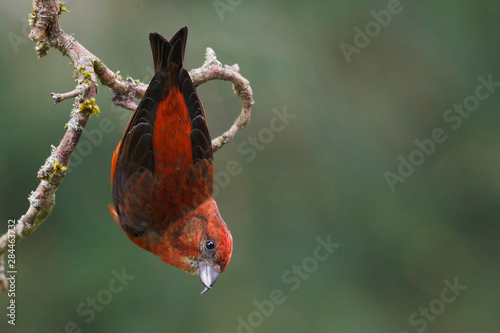 Red Crossbill photo