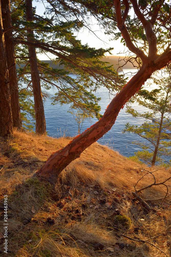 USA, Washington State. San Juan Islands, James Island. Madonna tree on a grassy hillside