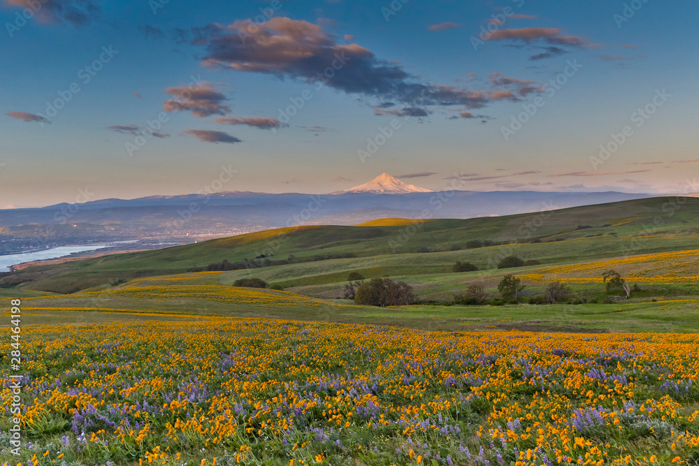 Sunrise and Mt. Hood Springtime bloom with mass fields of Lupine, Arrow Leaf Balsamroot near Dalles Mountain Ranch State Park, Washington State