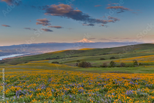 Sunrise and Mt. Hood Springtime bloom with mass fields of Lupine, Arrow Leaf Balsamroot near Dalles Mountain Ranch State Park, Washington State