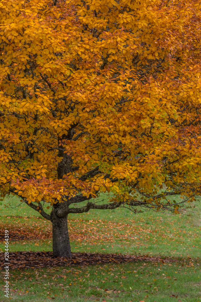 Naklejka premium USA, Washington State, Bainbridge Island. Tree in autumn color. Credit as: Don Paulson / Jaynes Gallery / DanitaDelimont.com