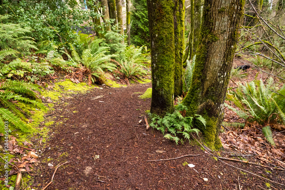 USA, Washington State, Bellevue. Path through woods.