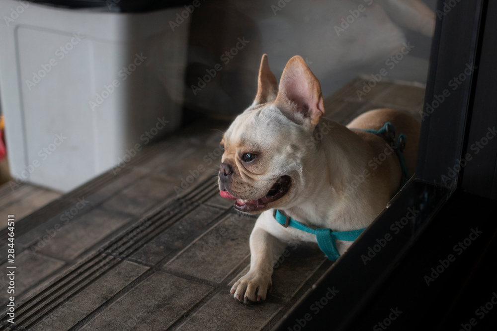 Young French Bulldog looking to outside and smiling. The dog feeling happy.