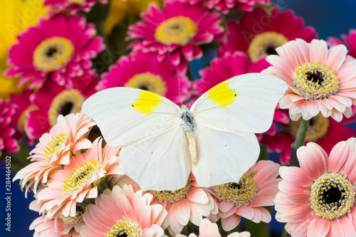 White angled-sulphur butterfly, Anteos clorinde on Gerber Daisies photo