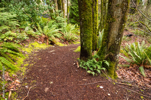 USA  Washington State  Bellevue. Path through woods.