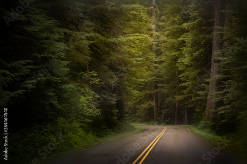 USA, Washington State, Olympic National Park. Western hemlock trees line road. 